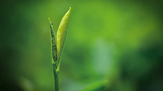 這片樹(shù)葉，改變了世界！