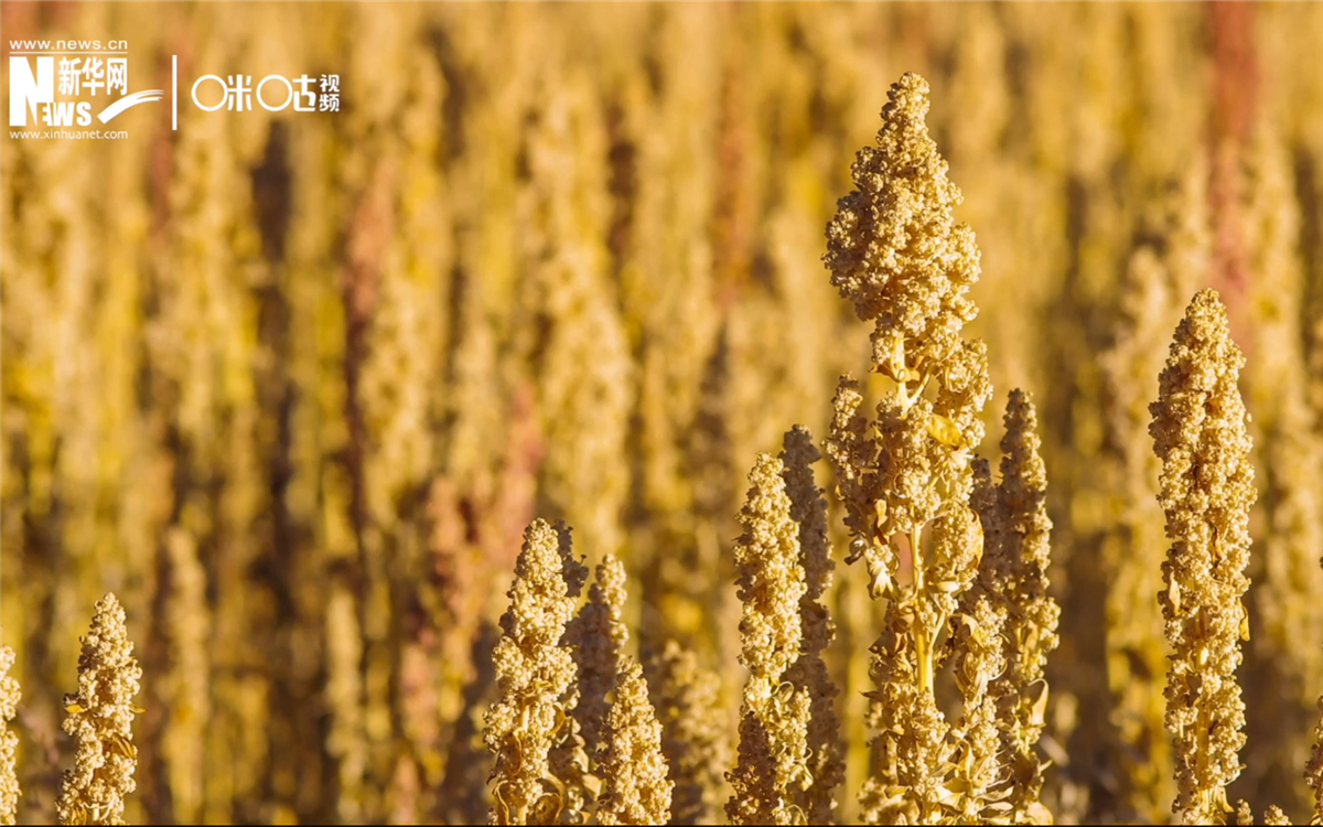 藜麥有極強(qiáng)的環(huán)境適應(yīng)能力和低成本、高回報(bào)的種植模式