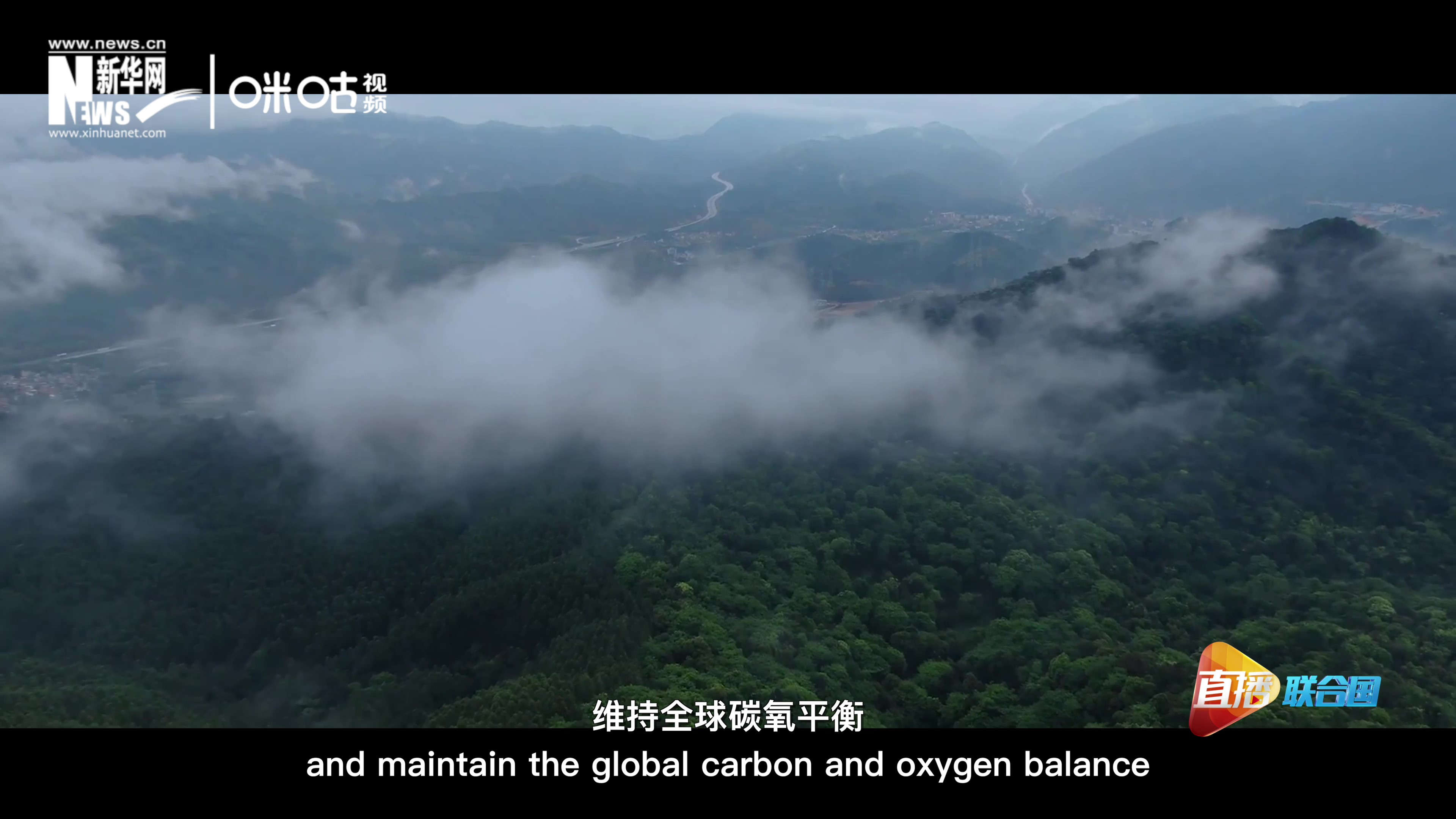 森林的碳匯可以協(xié)助減緩氣候變化，維持全球碳氧平衡