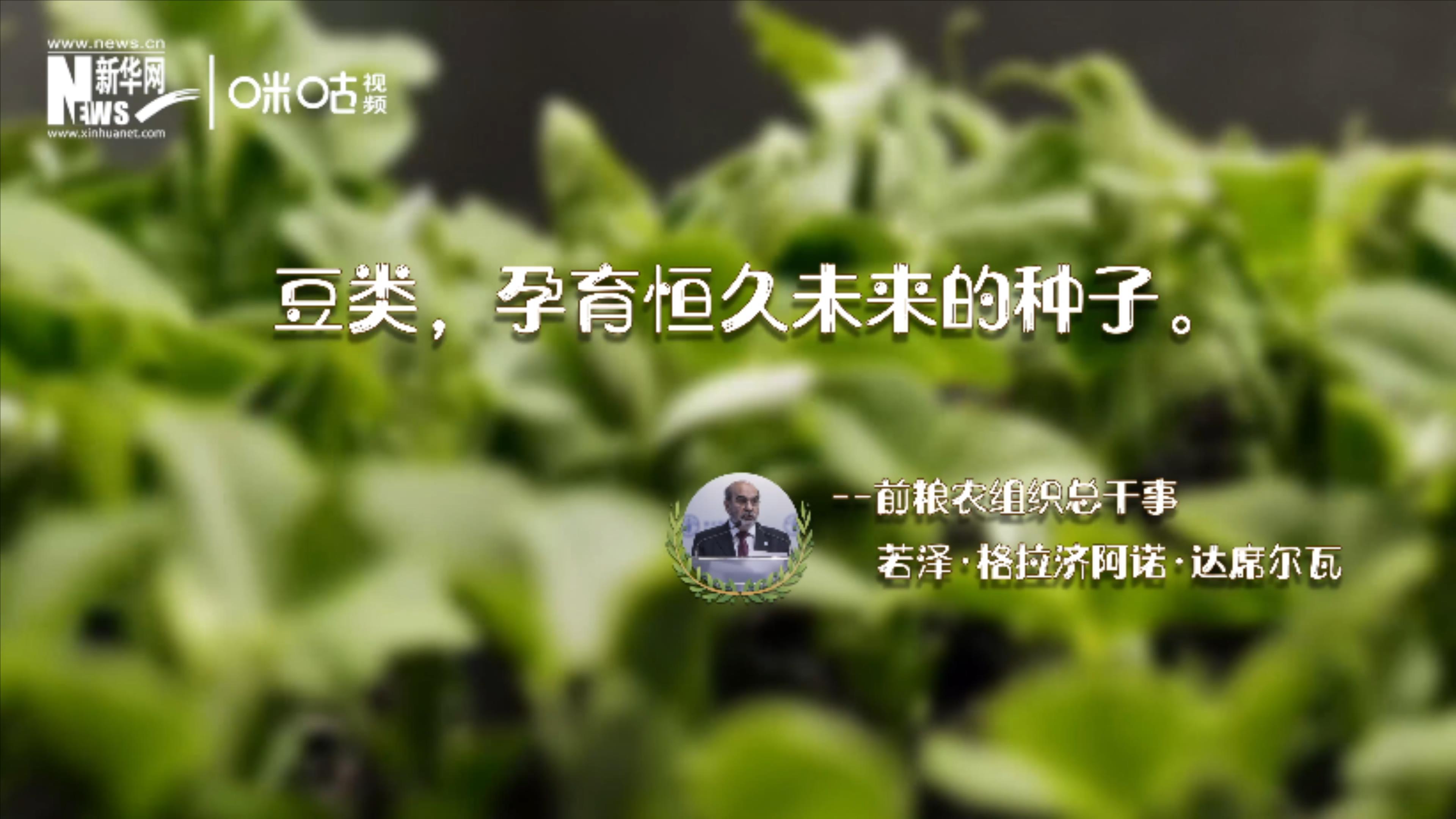 豆類，孕育恒久未來的種子
